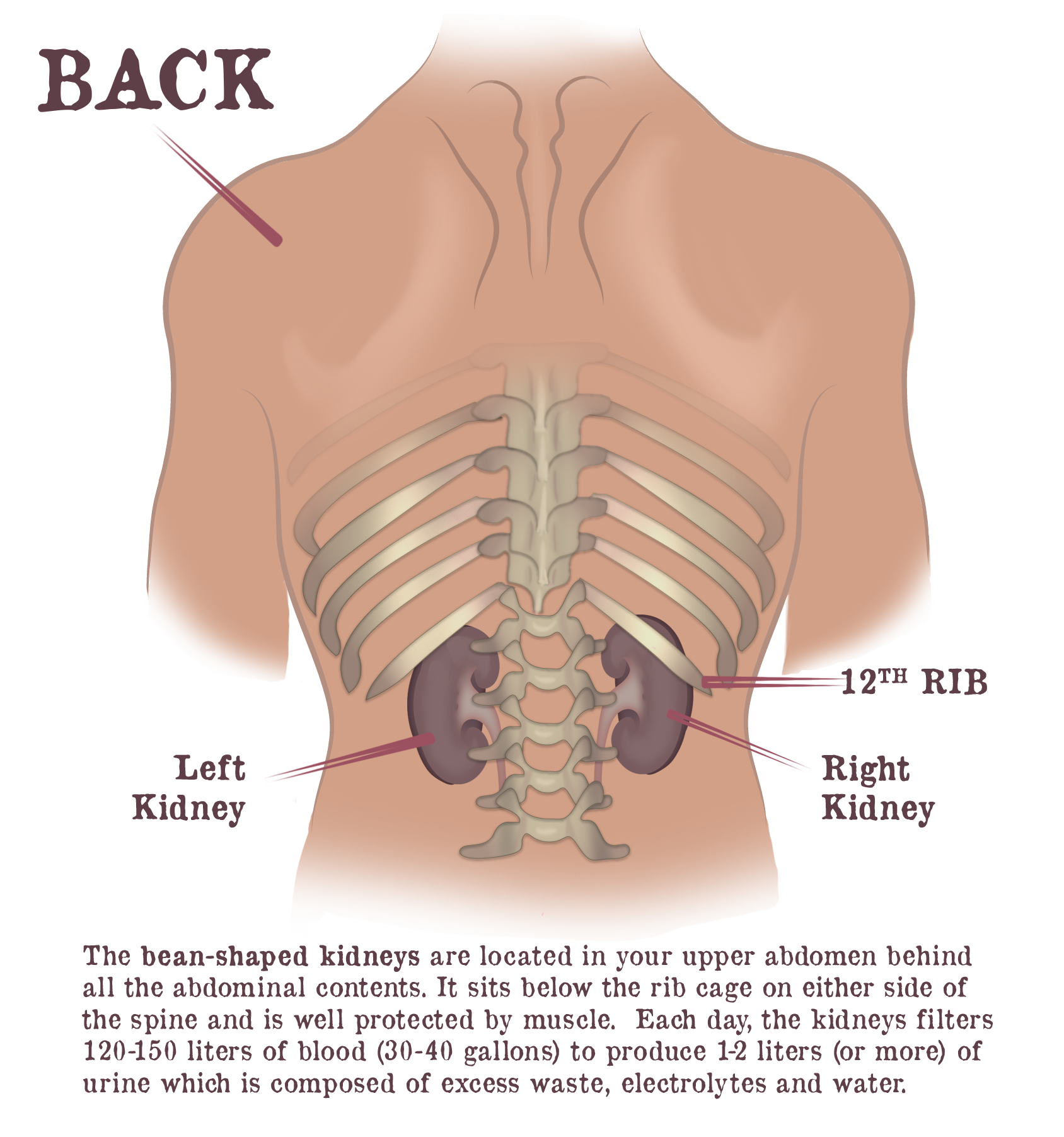 kidney-basics-overview-gaytri-manek-formerly-gandotra-md